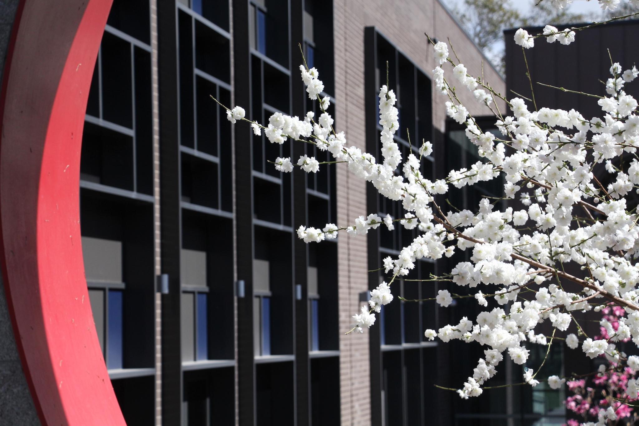 CIW Building with Blossoms