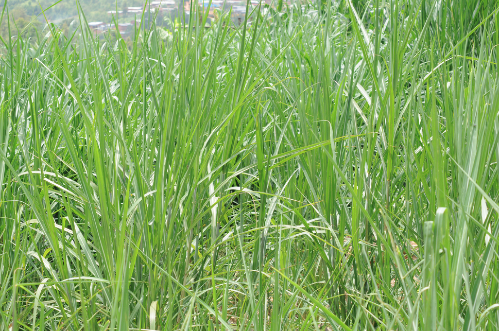 Juncao